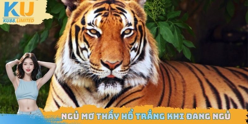 Bắt gặp chúa sơn lâm màu trắng khi đang ngủ