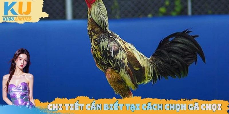 Chi tiết cần biết tại cách chọn gà chọi
