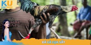 đá gà cựa sắt