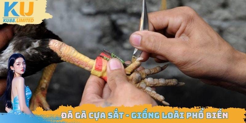 Đá gà cựa sắt - Giống loài phổ biến