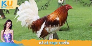 đá gà trực tuyến
