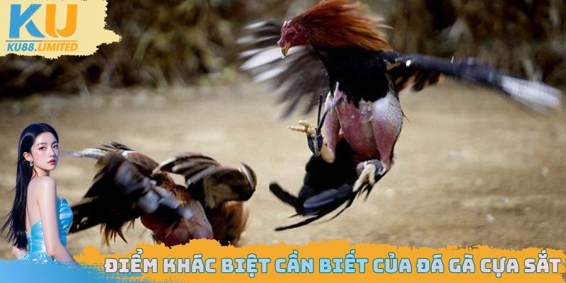 Điểm khác biệt cần biết của đá gà cựa sắt