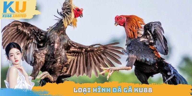 Loại hình đá gà Ku88