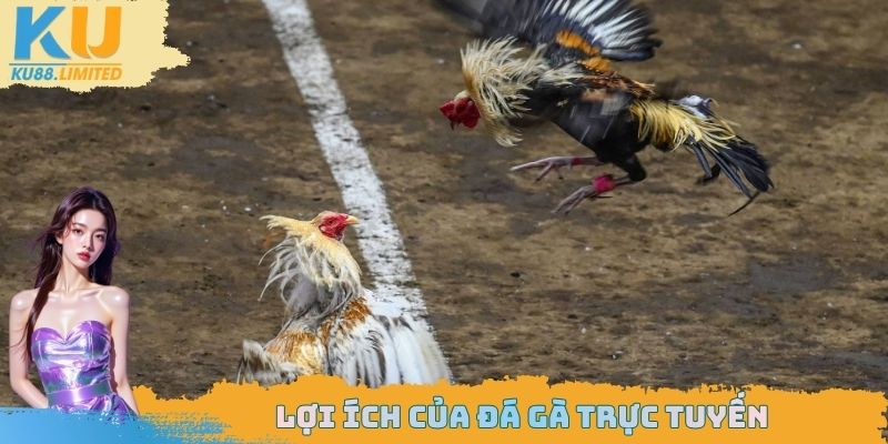 Lợi ích của đá gà trực tuyến