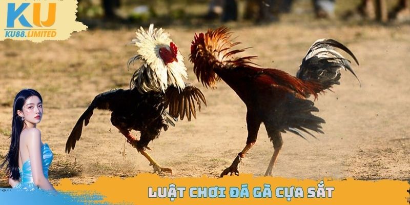 Luật chơi đá gà cựa sắt