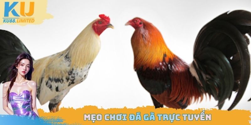 Mẹo chơi đá gà trực tuyến
