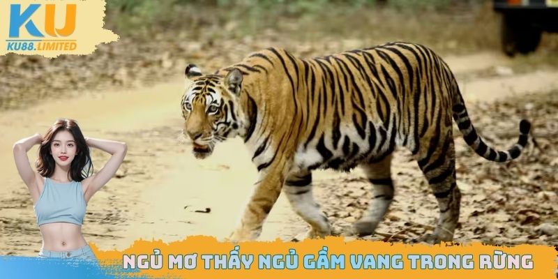 Ngủ mơ thấy hổ đang gầm vang trong rừng