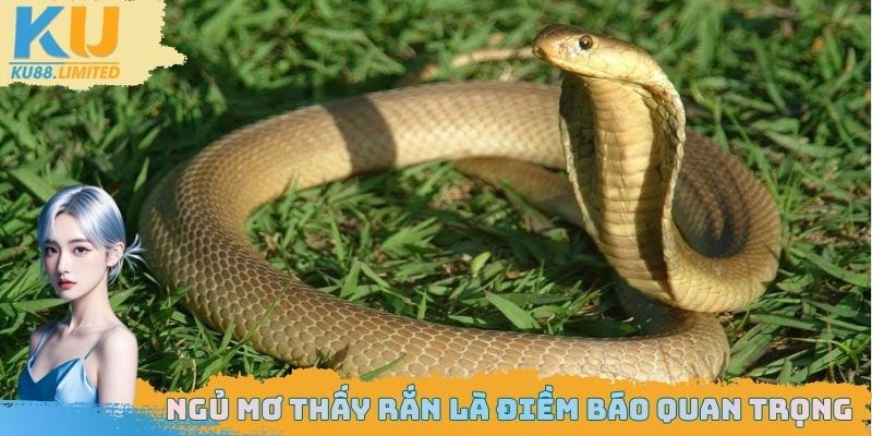 Ngủ mơ thấy rắn có nhiều điểm báo quan trọng