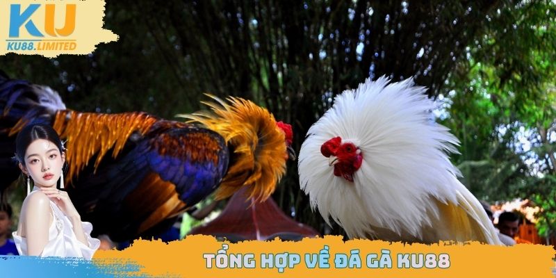 Tổng hợp về đá gà Ku88
